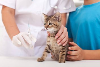Kedi Aşı Takvimi - Güncel Aşı Fiyatları