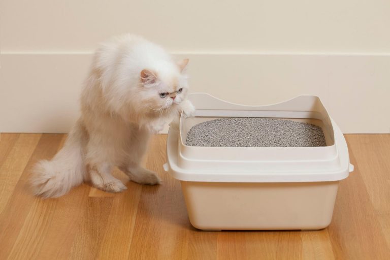 Kedi Tuvaleti ve Kum Çeşitleri ️ Miyavliyo