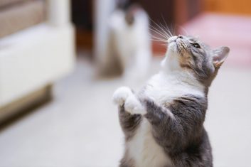 Kediler Neden Sürekli Miyavlar