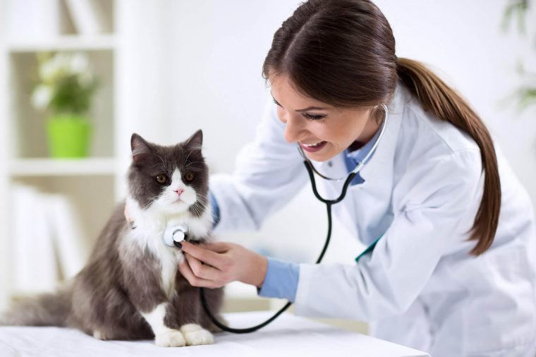 Kedilerde En Sık Görülen 10 Hastalık