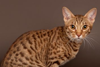 Ocicat Kedi Cinsi Özellikleri ve Bakımı
