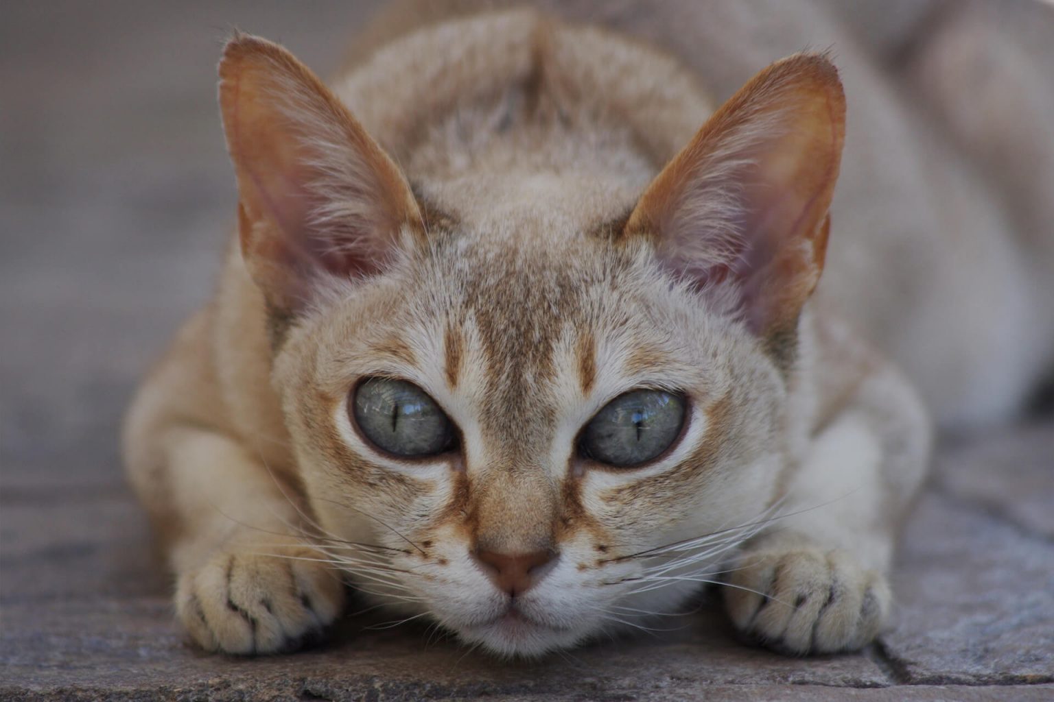 Singapura Kedi Cinsi Özellikleri ve Bakımı Miyavliyo ️