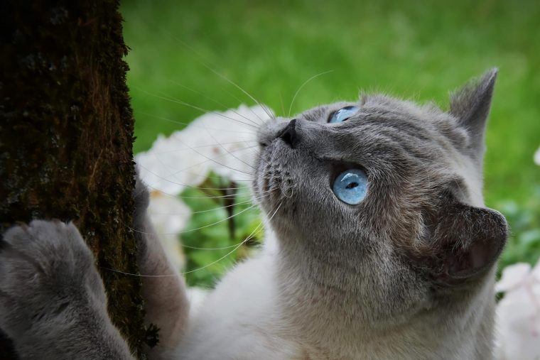 Tonkinese Kedi Cinsi Özellikleri ve Bakımı