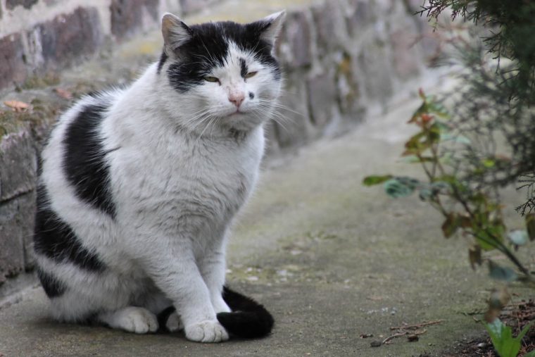 Yaşlı Kedilerde En Sık Görülen 10 Hastalık