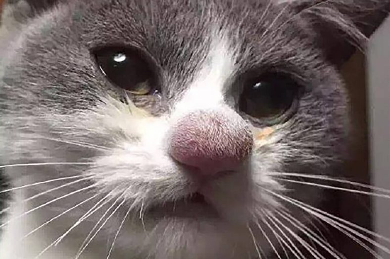 Burnunu Arı Sokan Kedi