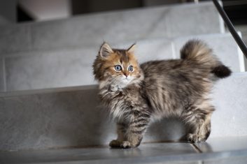 Chinchilla Kedi Cinsi Özellikleri Ve Bakımı