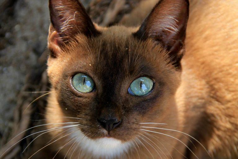 En Tatlı 10 Kedi Cinsi ️ Miyavliyo