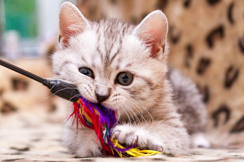 Kedi Çubuğu