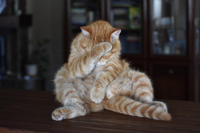 En Ölümcül 5 Kedi Hastalığı Miyavliyo ️