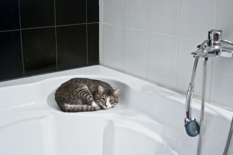 Kedi Şampuanlarının Özellikleri