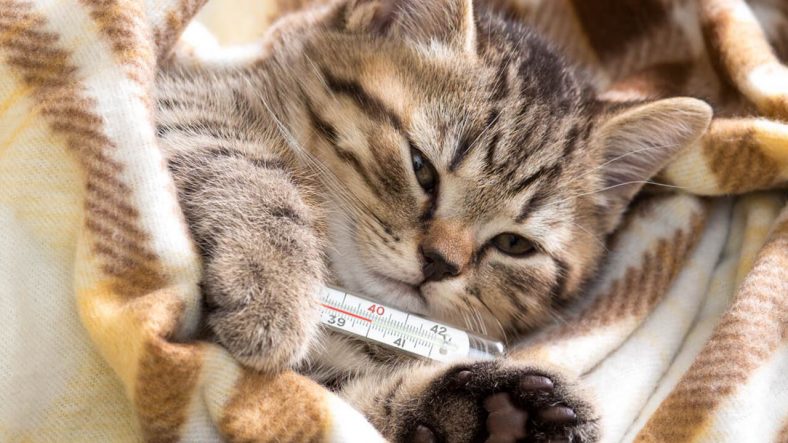 Kedilerden İnsanlara Koronavirüs Geçer mi?