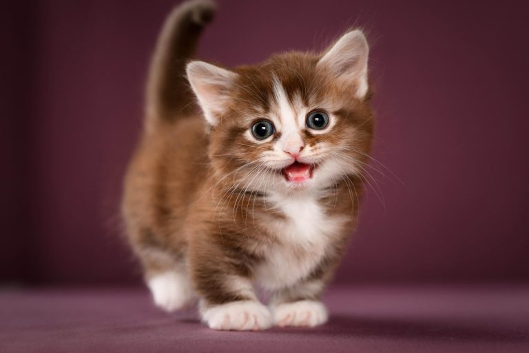 Munchkin Kedi Cinsi Özellikleri ve Bakımı ️ Miyavliyo