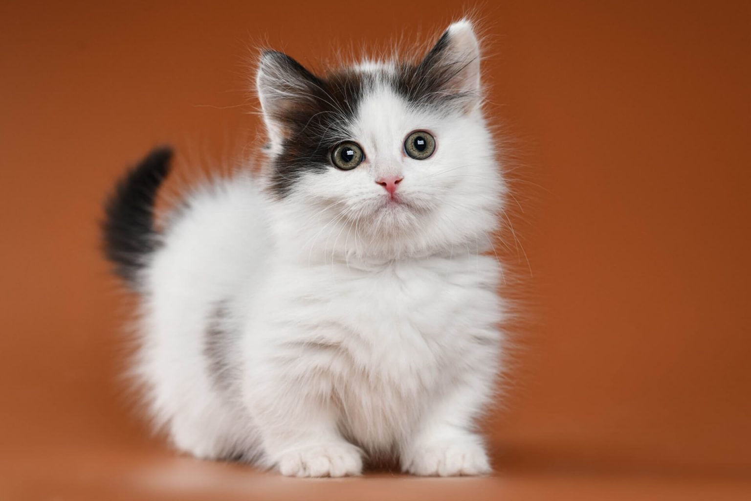 Munchkin Kedi Cinsi Özellikleri ve Bakımı Miyavliyo ️