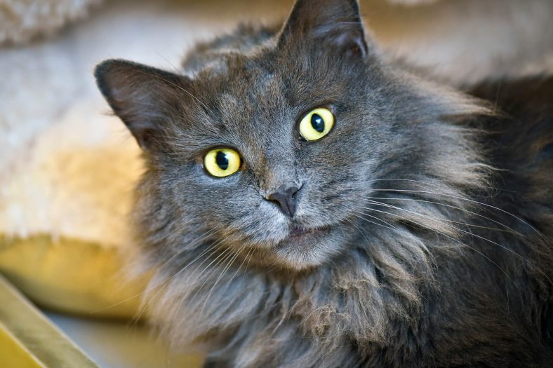 Nebelung Kedi Cinsi Özellikleri ve Bakımı Miyavliyo ️
