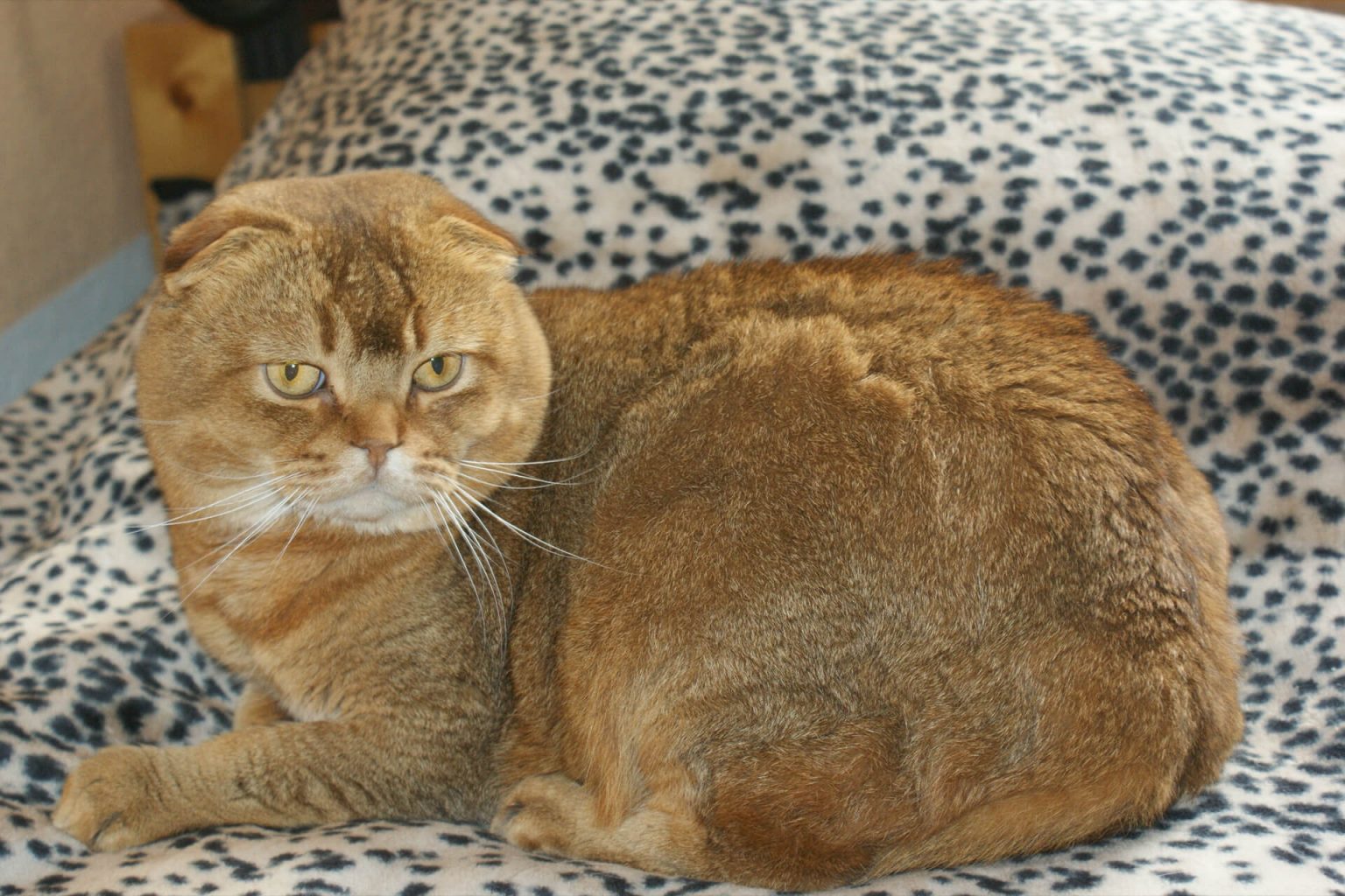 Scottish Fold Kırık Kulak Kedi ️ Miyavliyo