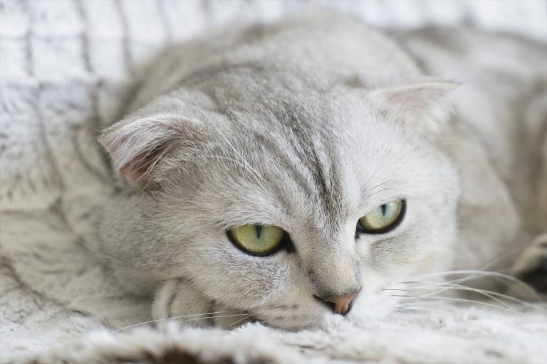 En Güzel 10 Kedi Cinsi Miyavliyo ️