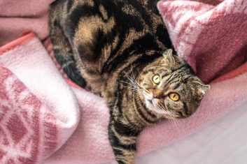 Scottish Fold Kedi Cinsi Özellikleri ve Bakımı