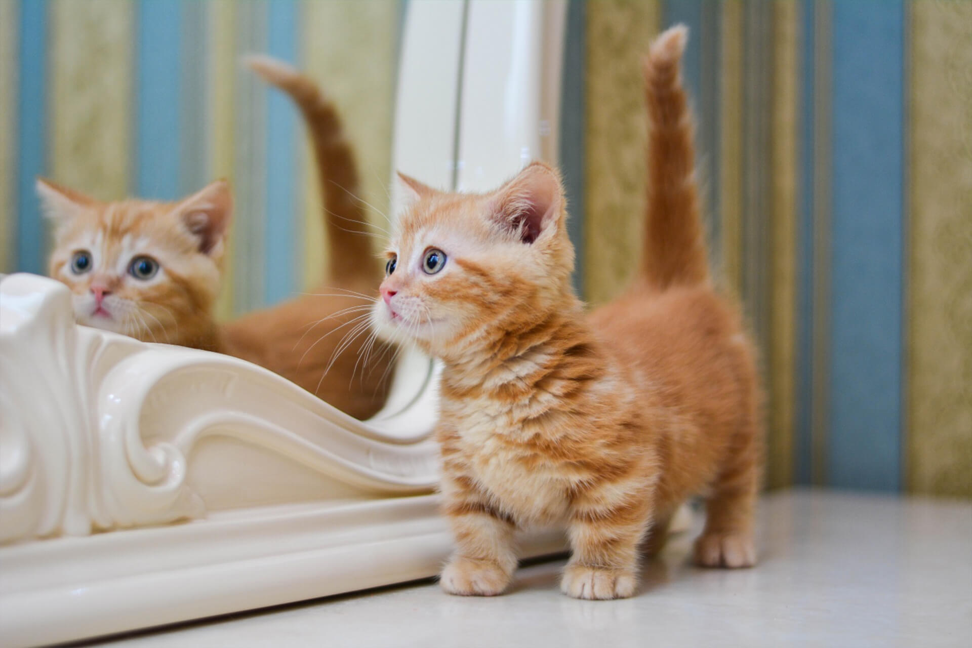 Munchkin Kedi Cinsi Ozellikleri Ve Bakimi Miyavliyo