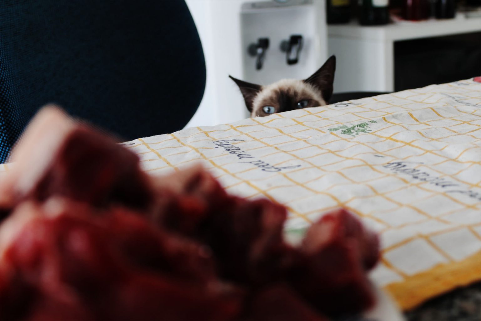 Kediler Çiğ Et Yer mi? Kediye Çiğ Et ve Çiğ Tavuk Vermek ️ Miyavliyo