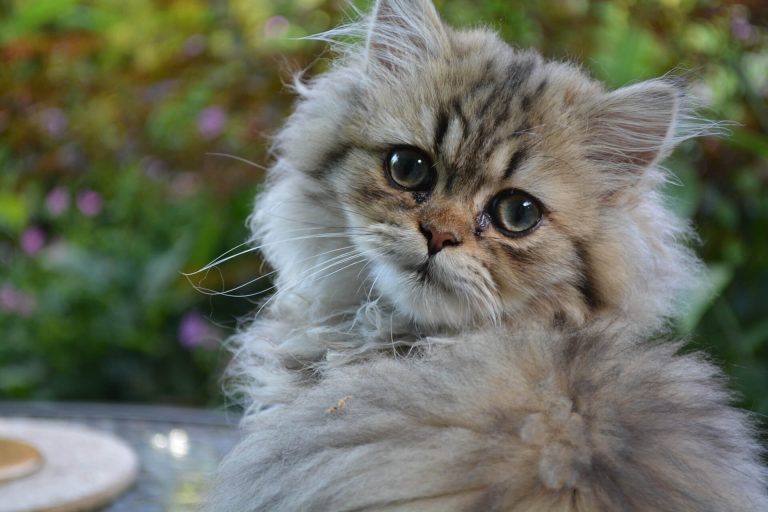 En Tatlı 10 Kedi Cinsi ️ Miyavliyo