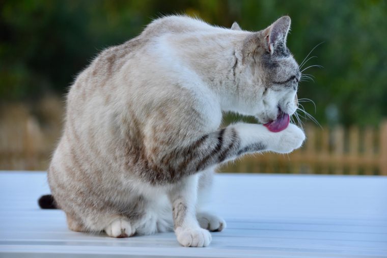 Kedi Dostunuz Tuvaletten Su İçiyorsa Hastalanabilir