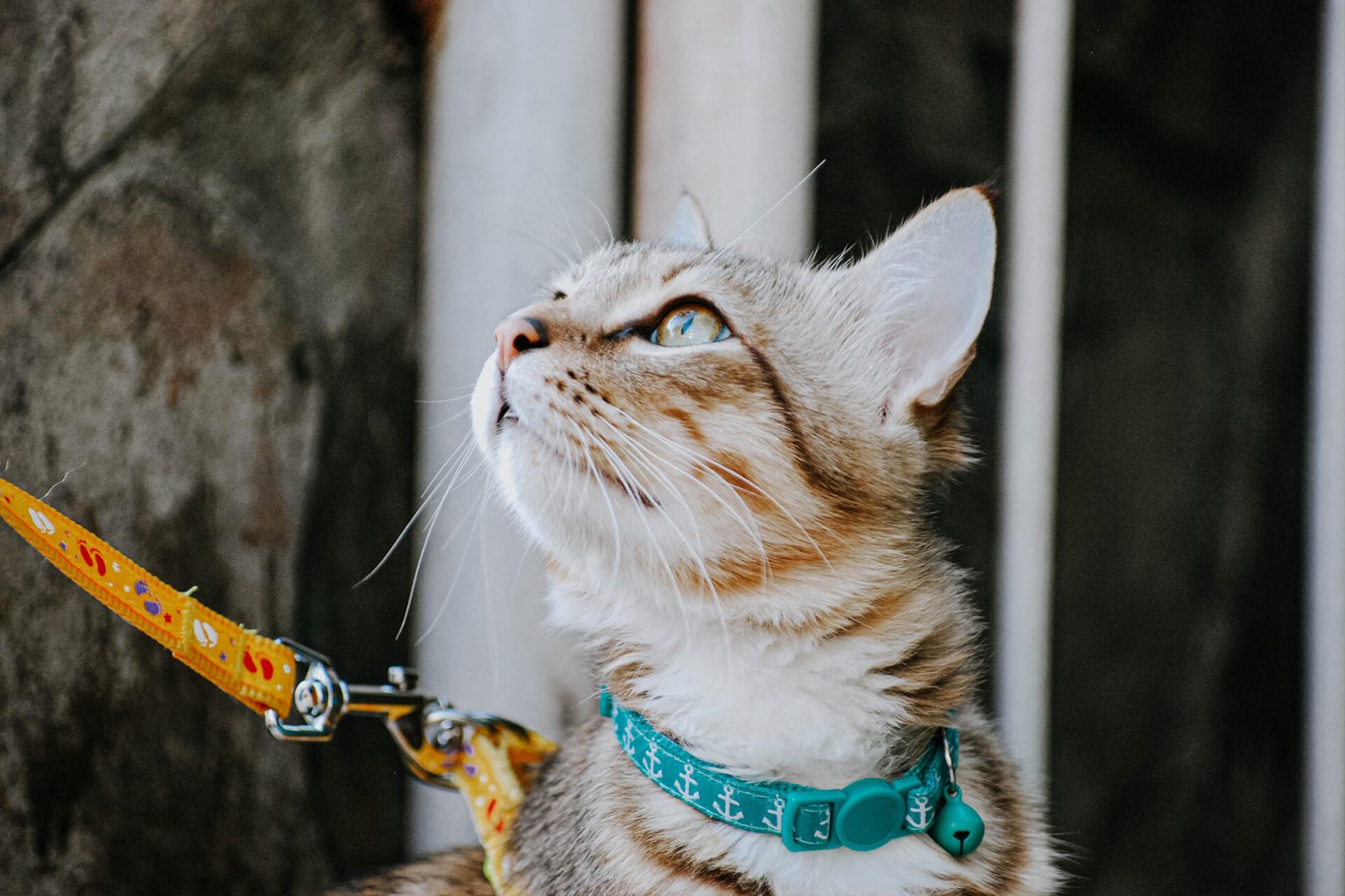 En İyi Kedi Tasmaları ️ Miyavliyo