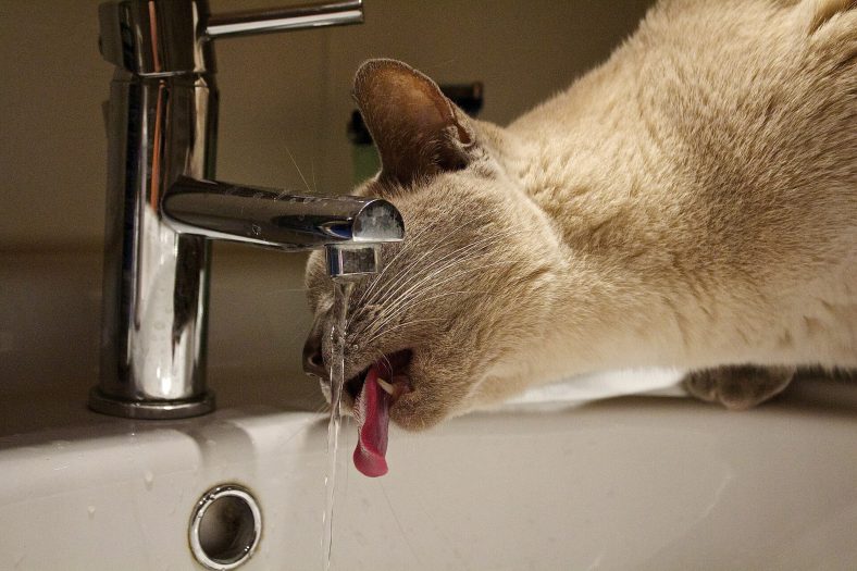 Kediler Neden Çok Su İçer?