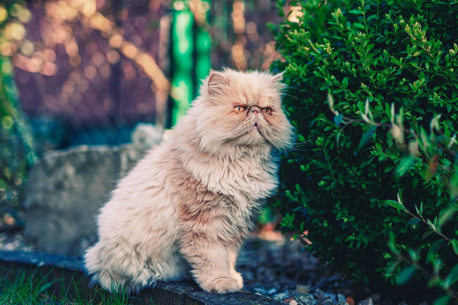 Kedi Maltı Nedir? Her Yönüyle Kedi Maltları ️ Miyavliyo