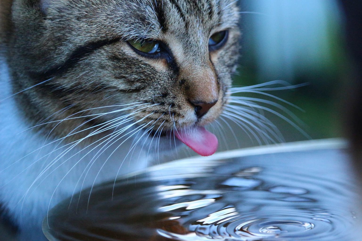 Kedim Çok Su İçiyor! Kedilerde Aşırı Su Tüketimi Miyavliyo