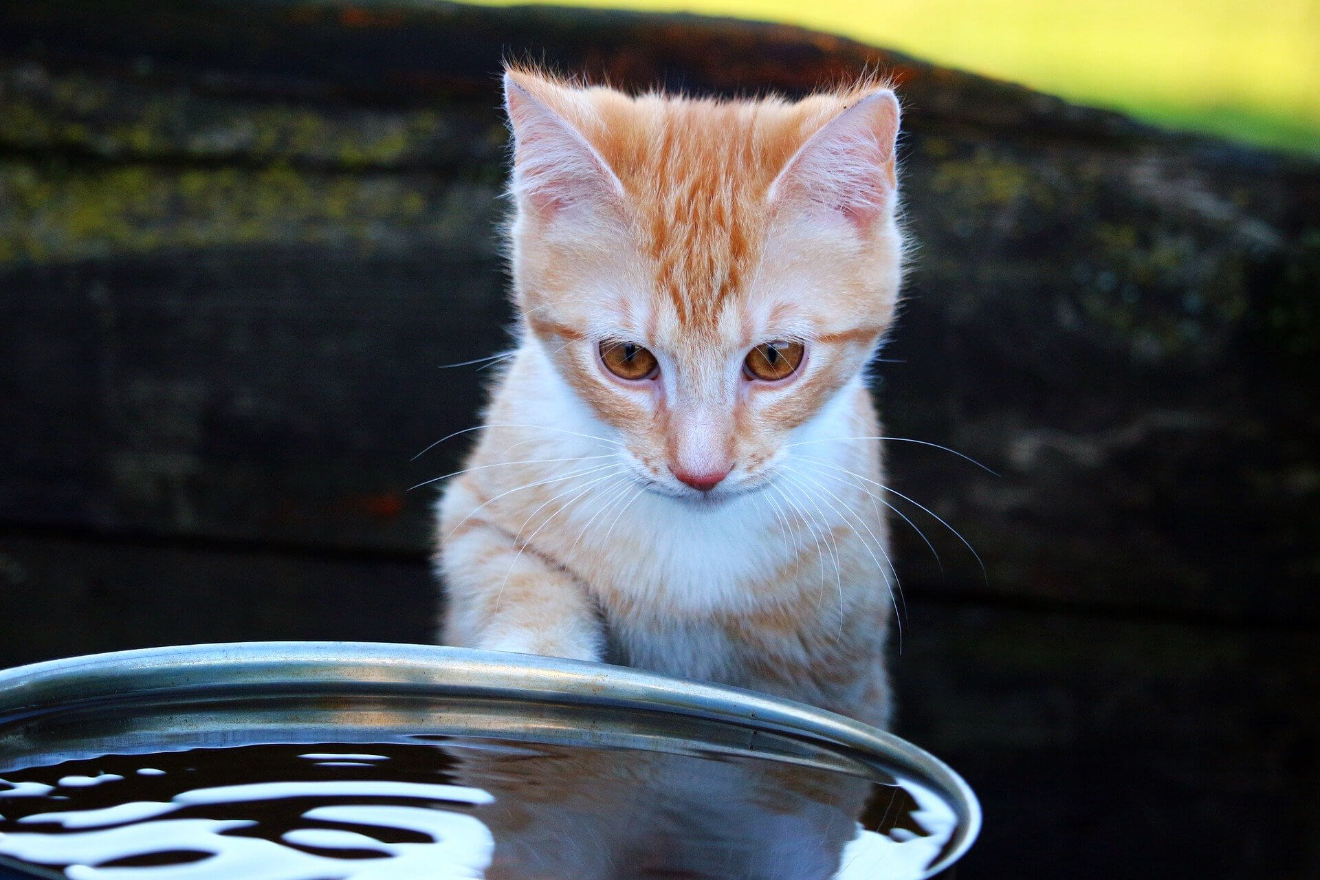 Kedim Cok Su Iciyor Kedilerde Asiri Su Tuketimi Miyavliyo