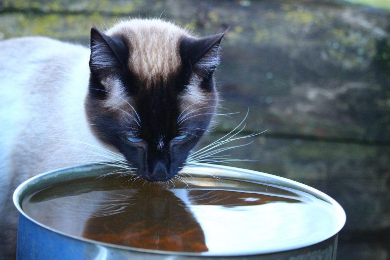 Kedimin susuz kaldığını nasıl anlarım?