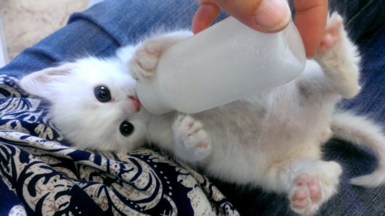 Süt Tozu İçen Yavru Kedi
