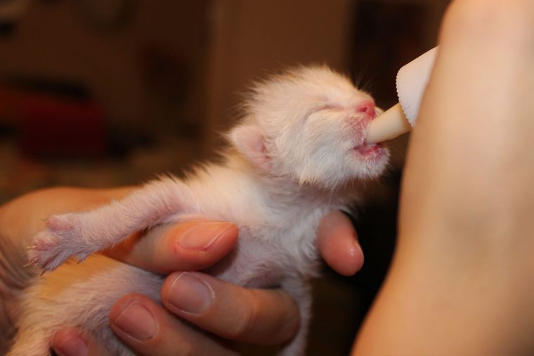 Yavru Kedi Süt Tozu Tavsiyesi