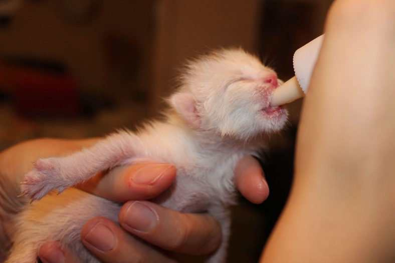 yavru kedi anne sütü tozu