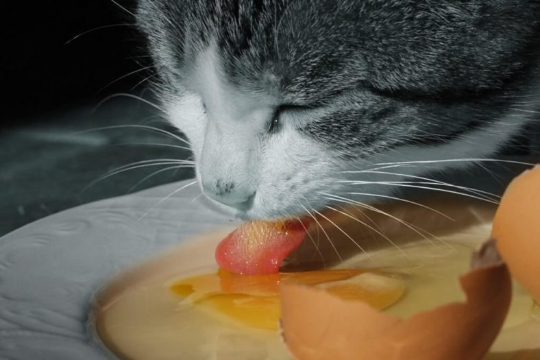 Çiğ yumurta kedilere verilir mi?