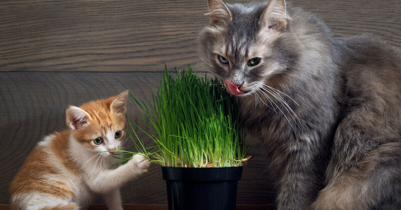 Kedilerin En Sevdiği 17 Yiyecek! Miyavliyo ️