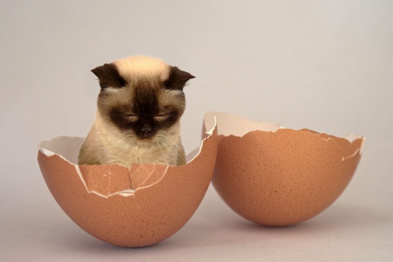 Kediler Yumurta Yer mi? Miyavliyo ️