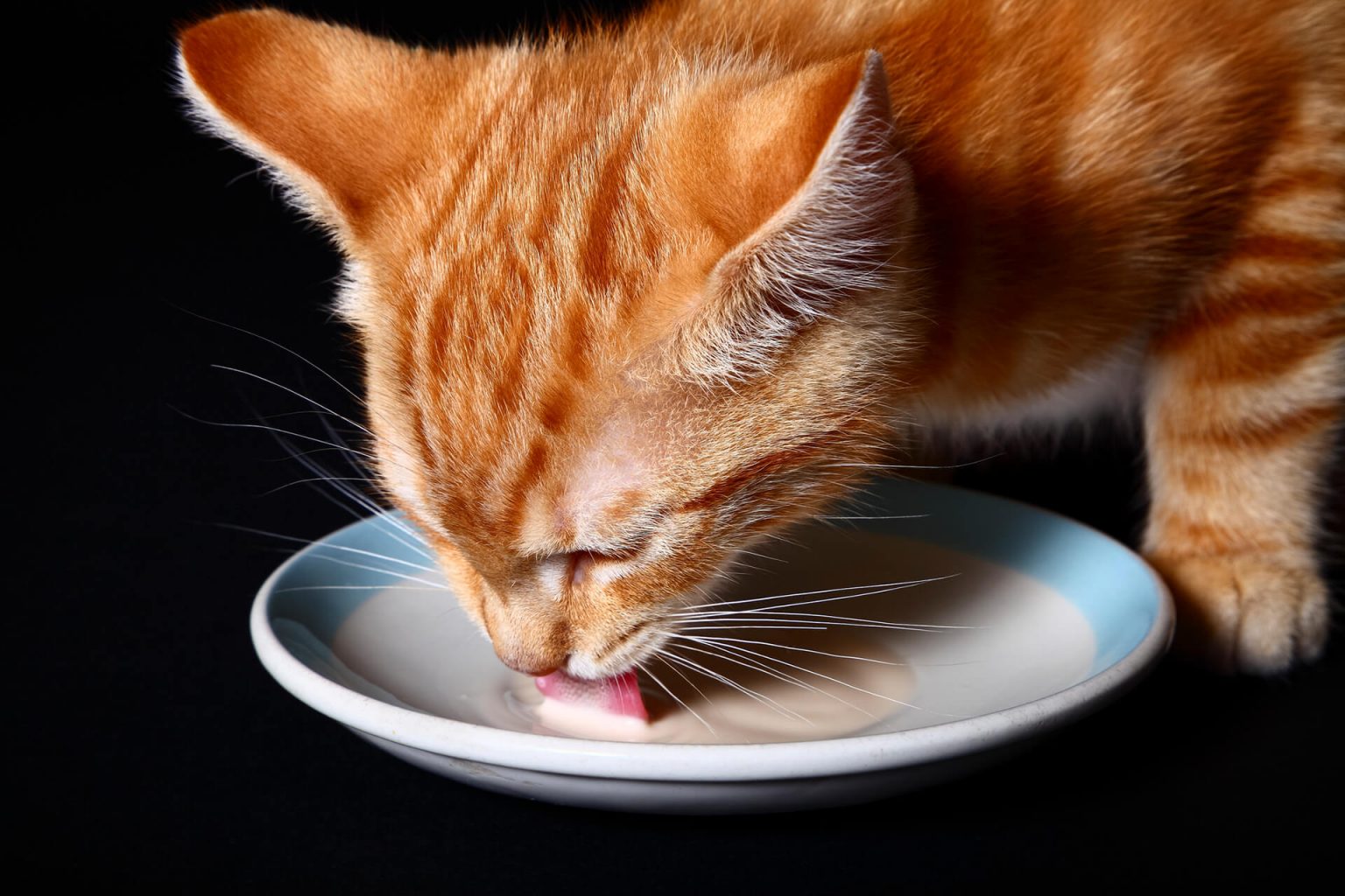 Kediler İnek Sütü İçer mi? ️ Miyavliyo