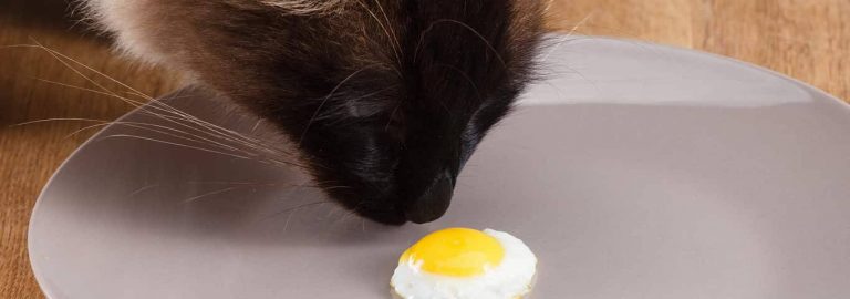Kediler Yumurta Yer mi? Miyavliyo ️