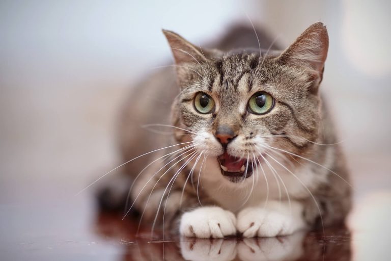 Kediye Ne Zaman İlaç Verilmeli ️ Miyavliyo