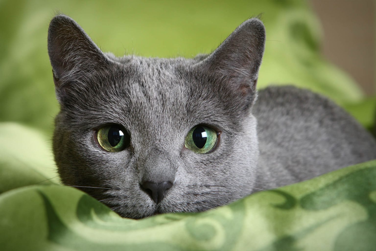 russian blue kedi özellikleri