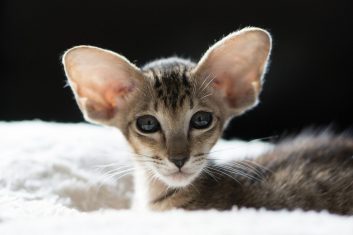 Oriental Shorthair Kedi Cinsi Özellikleri Ve Bakımı