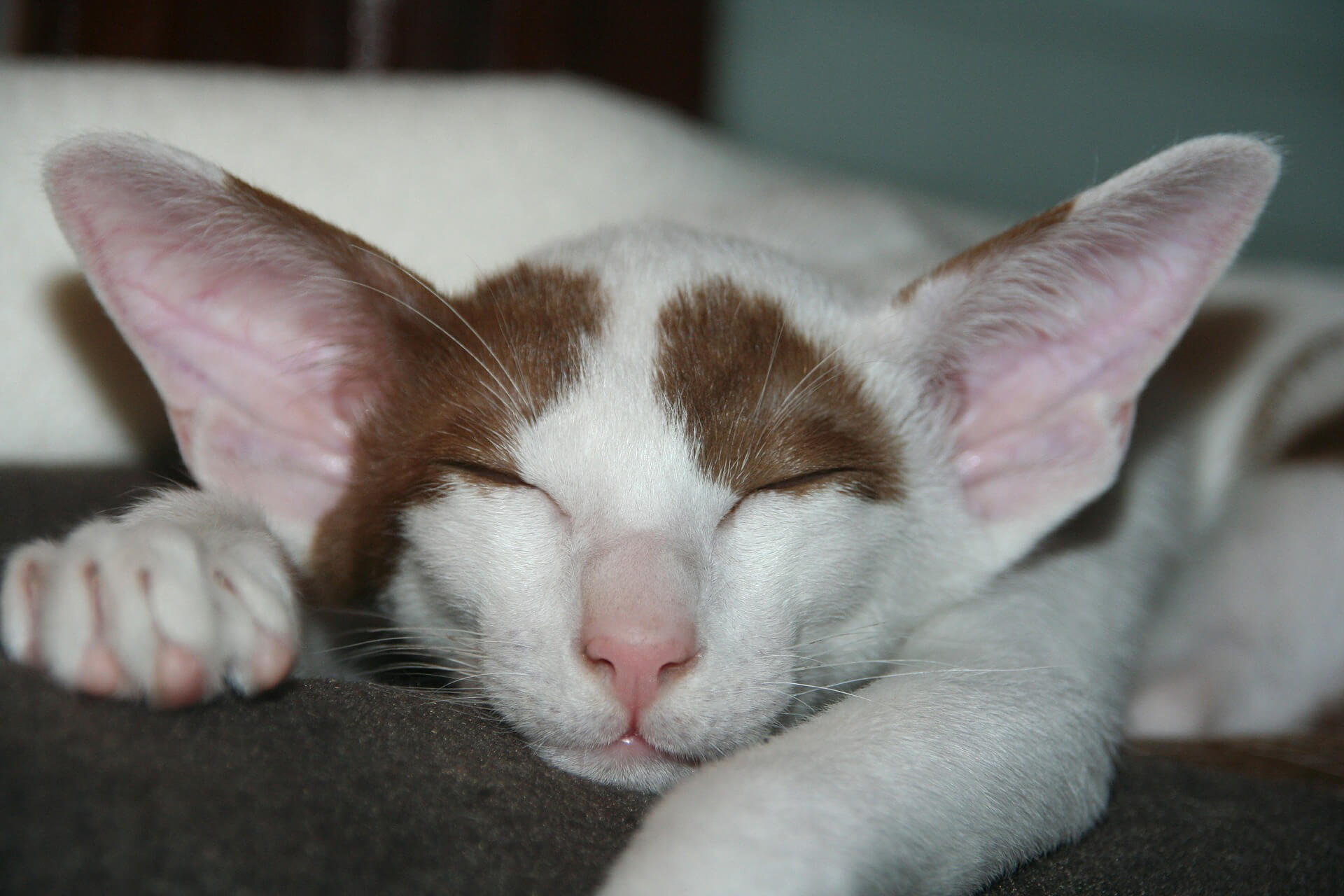 Oriental Shorthair Kedi Cinsi Özellikleri Ve Bakımı Miyavliyo