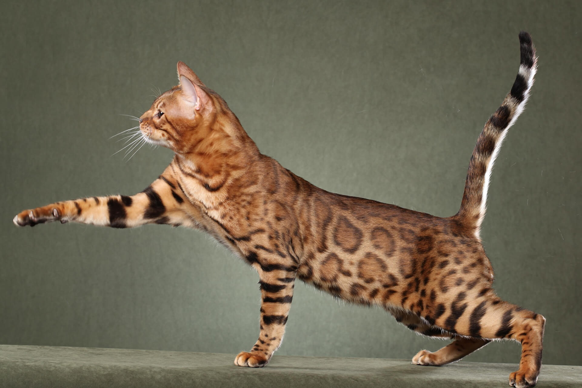 Тойгер и бенгал. Порода кошек тойгер. Бенгальская кошка тойгер. Табби Серенгети. Породы домашних кошек фото