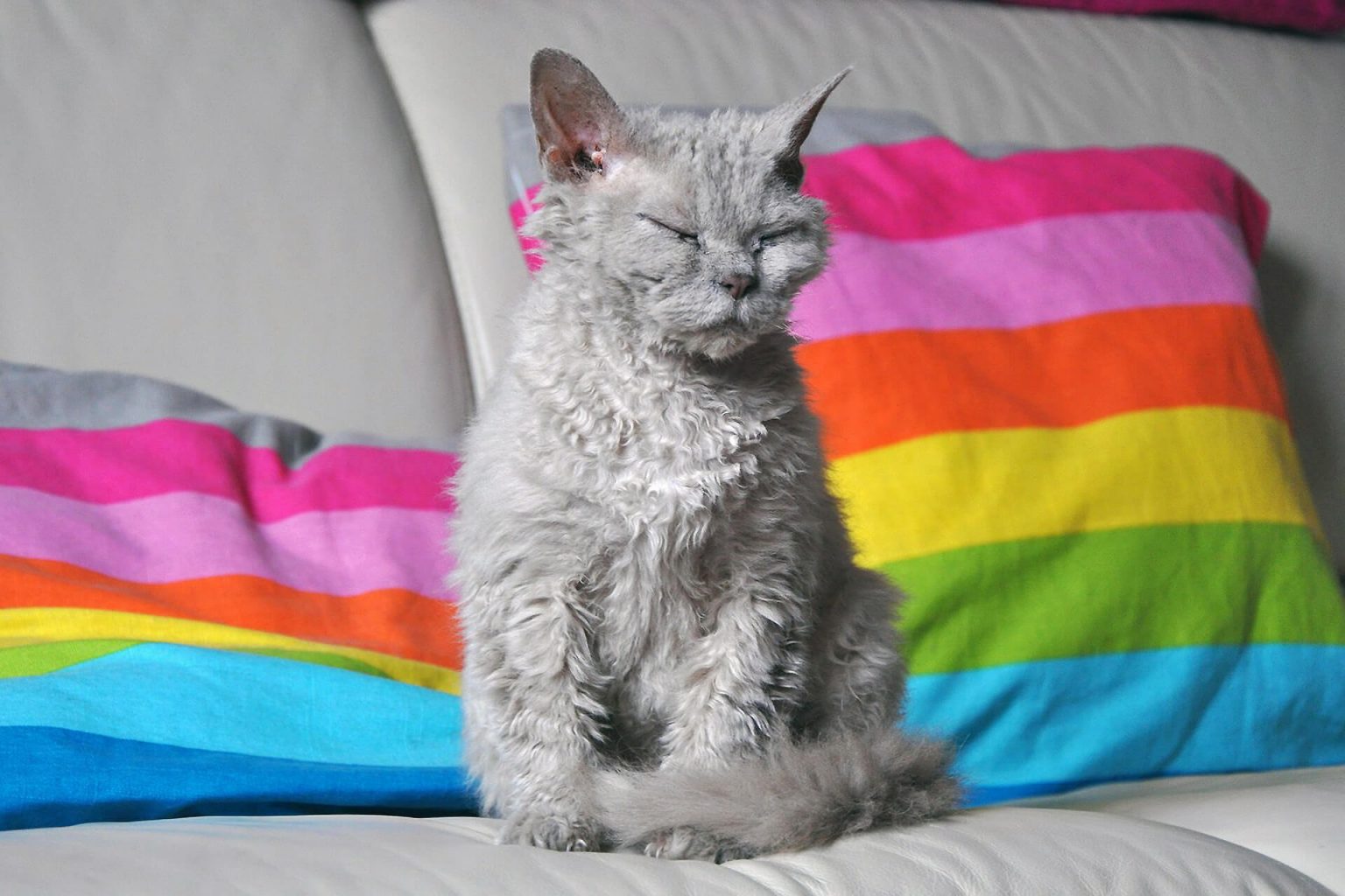 Selkirk Rex Kıvırcık Tüylü Kedi ️ Miyavliyo