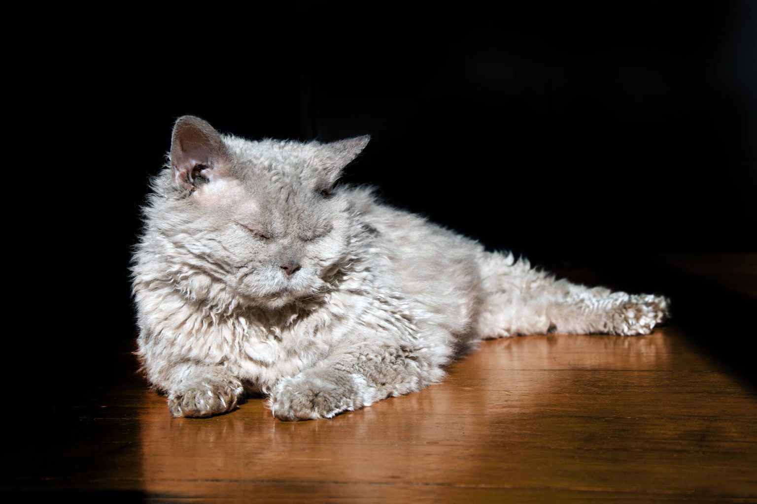 Selkirk Rex Kıvırcık Tüylü Kedi ️ Miyavliyo