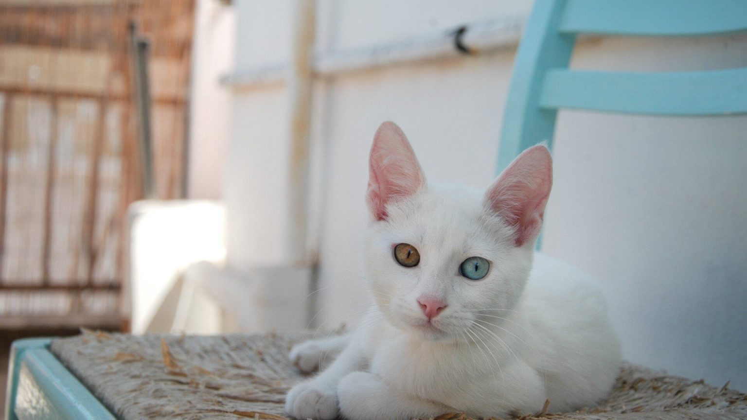 5 Beyaz Kedi Cinsi Miyavliyo ️