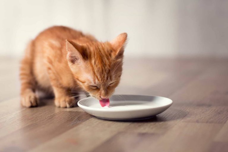 Kediler İnek Sütü İçer mi? ️ Miyavliyo