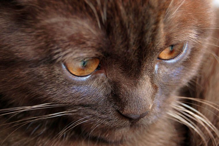 York Chocolate Kedi Cinsi Özellikleri ve Bakımı