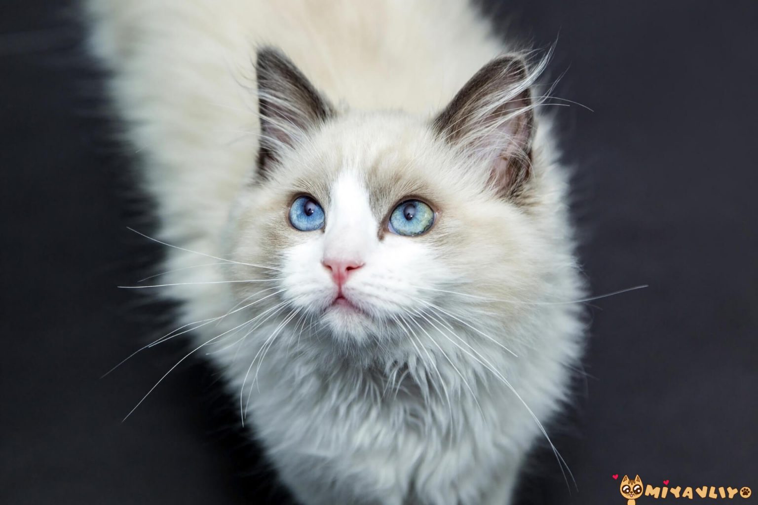 En Pahalı 10 Kedi Cinsi ️ Miyavliyo
